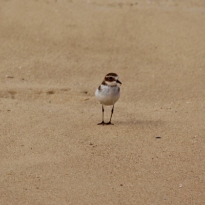 Anarhynchus bicinctus (Double-banded Plover) at Murrah, NSW - 27 Jun 2018 by RossMannell