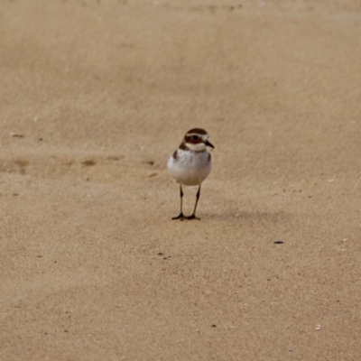 Anarhynchus bicinctus (Double-banded Plover) at Murrah, NSW - 27 Jun 2018 by RossMannell
