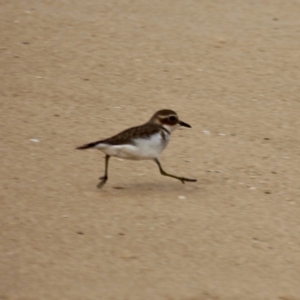 Anarhynchus bicinctus at Murrah, NSW - 27 Jun 2018 01:52 PM