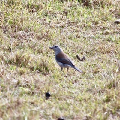 Colluricincla harmonica (Grey Shrikethrush) at Mimosa Rocks National Park - 27 Jun 2018 by RossMannell