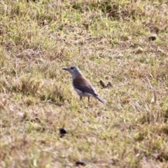 Colluricincla harmonica at Murrah, NSW - 27 Jun 2018 01:16 PM