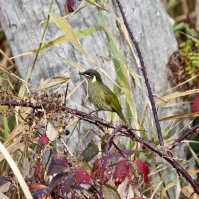 Meliphaga lewinii (Lewin's Honeyeater) at Mimosa Rocks National Park - 27 Jun 2018 by RossMannell