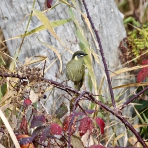 Meliphaga lewinii at Murrah, NSW - 27 Jun 2018