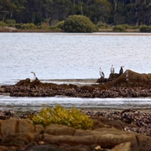 Microcarbo melanoleucos at Murrah, NSW - 27 Jun 2018