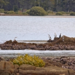 Microcarbo melanoleucos at Murrah, NSW - 27 Jun 2018