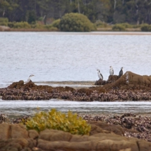 Microcarbo melanoleucos at Murrah, NSW - 27 Jun 2018