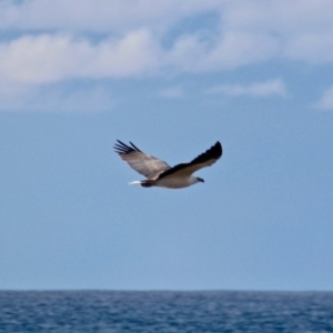 Haliaeetus leucogaster at Murrah, NSW - 27 Jun 2018