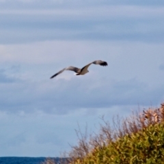 Haliaeetus leucogaster at Murrah, NSW - 27 Jun 2018