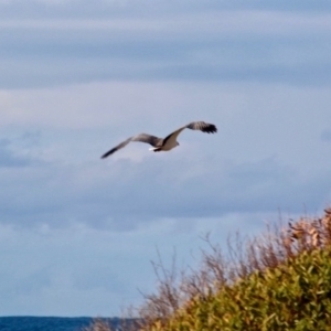 Haliaeetus leucogaster at Murrah, NSW - 27 Jun 2018