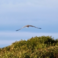 Haliaeetus leucogaster at Murrah, NSW - 27 Jun 2018