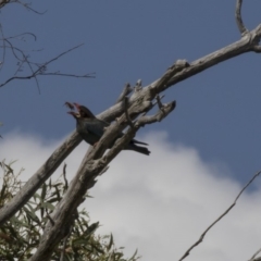 Eurystomus orientalis (Dollarbird) at Dunlop, ACT - 20 Dec 2018 by Alison Milton