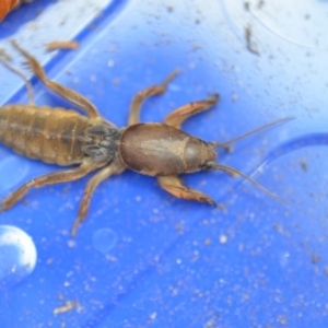 Gryllotalpa australis at Wamboin, NSW - 9 Nov 2018