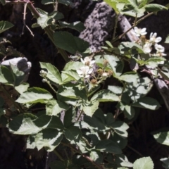 Rubus sp. (Blackberry) at The Pinnacle - 20 Dec 2018 by AlisonMilton