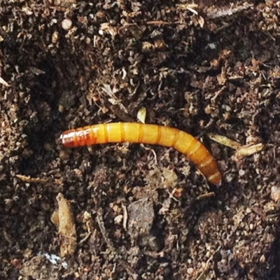 Tenebrionidae (family) (Darkling beetle) at Hughes Garran Woodland - 21 Dec 2018 by ruthkerruish