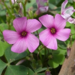 Oxalis articulata (Shamrock) at Ainslie, ACT - 20 Dec 2018 by RWPurdie