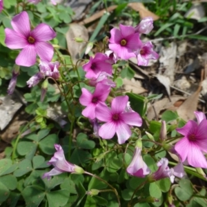 Oxalis articulata at Ainslie, ACT - 21 Dec 2018 12:00 AM