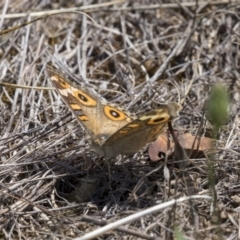 Junonia villida (Meadow Argus) at Dunlop, ACT - 17 Dec 2018 by AlisonMilton