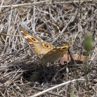 Junonia villida (Meadow Argus) at Dunlop, ACT - 17 Dec 2018 by Alison Milton