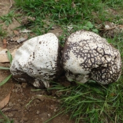 Calvatia sp. (a puffball ) at Ainslie, ACT - 21 Dec 2018 by RWPurdie