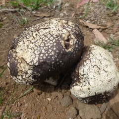 Calvatia sp. at Ainslie, ACT - 21 Dec 2018