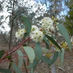 Eucalyptus rossii at Majura, ACT - 21 Dec 2018