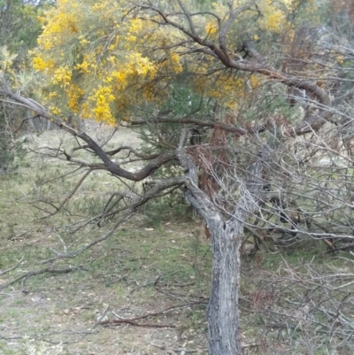 Jacksonia scoparia (Dogwood) at Lower Boro, NSW - 4 Dec 2018 by Jens