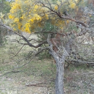 Jacksonia scoparia at Lower Boro, NSW - 4 Dec 2018