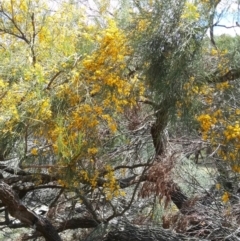 Jacksonia scoparia at Lower Boro, NSW - 4 Dec 2018
