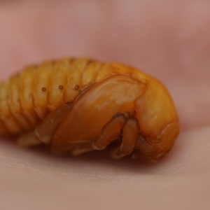 Anoplognathus sp. (genus) at Wamboin, NSW - 9 Nov 2018