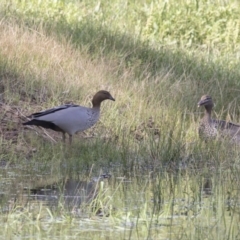 Chenonetta jubata (Australian Wood Duck) at The Pinnacle - 20 Dec 2018 by AlisonMilton