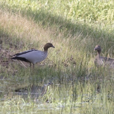 Chenonetta jubata (Australian Wood Duck) at Dunlop, ACT - 20 Dec 2018 by AlisonMilton