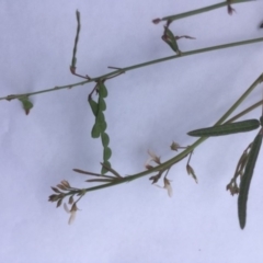 Grona varians (Slender Tick-Trefoil) at Griffith, ACT - 21 Dec 2018 by AlexKirk