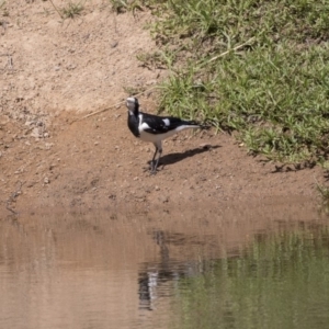 Grallina cyanoleuca at Dunlop, ACT - 20 Dec 2018