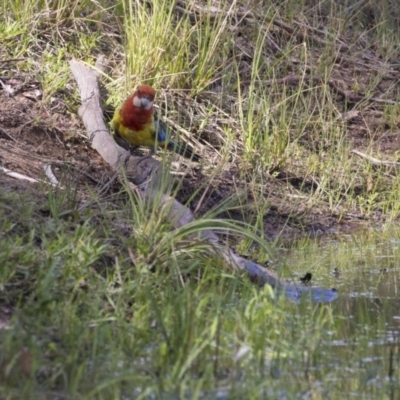 Platycercus eximius (Eastern Rosella) at The Pinnacle - 20 Dec 2018 by Alison Milton