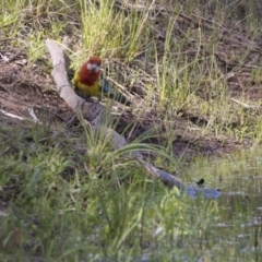Platycercus eximius (Eastern Rosella) at Dunlop, ACT - 20 Dec 2018 by Alison Milton