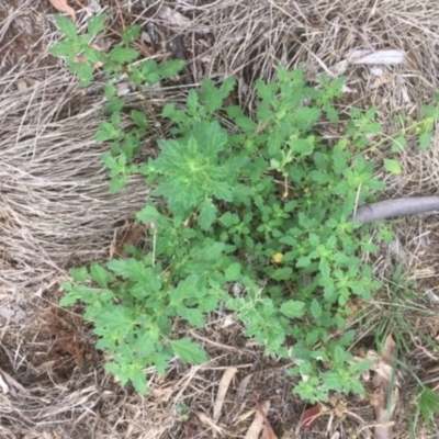 Dysphania pumilio (Small Crumbweed) at Griffith Woodland - 21 Dec 2018 by AlexKirk