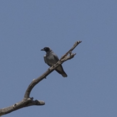 Coracina novaehollandiae (Black-faced Cuckooshrike) at Dunlop, ACT - 20 Dec 2018 by Alison Milton