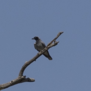 Coracina novaehollandiae at Dunlop, ACT - 20 Dec 2018 02:47 PM