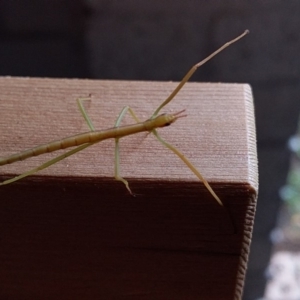 Ctenomorpha marginipennis at Bawley Point, NSW - 21 Dec 2018