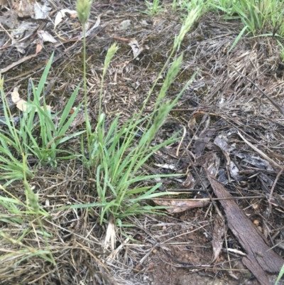 Enneapogon nigricans (Nine-awn Grass, Bottlewashers) at Griffith, ACT - 21 Dec 2018 by ianandlibby1