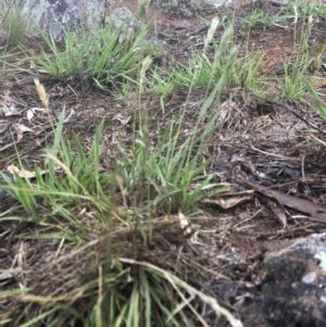 Enneapogon nigricans at Griffith, ACT - 21 Dec 2018