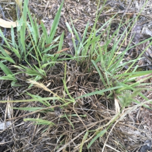 Enneapogon nigricans at Griffith, ACT - 21 Dec 2018