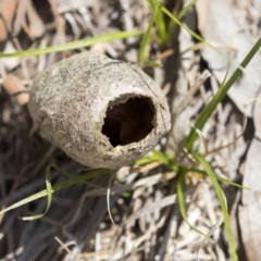 Lepidoptera unclassified IMMATURE (caterpillar or pupa or cocoon) at The Pinnacle - 20 Dec 2018 by AlisonMilton