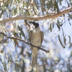 Philemon corniculatus (Noisy Friarbird) at The Pinnacle - 20 Dec 2018 by AlisonMilton