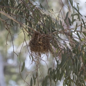 Philemon corniculatus at Weetangera, ACT - 20 Dec 2018