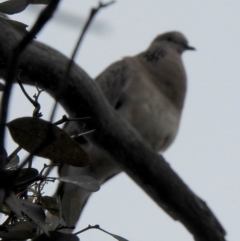 Spilopelia chinensis (Spotted Dove) at Aranda, ACT - 20 Dec 2018 by KMcCue