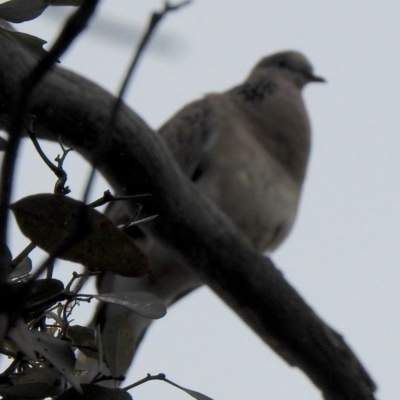 Spilopelia chinensis (Spotted Dove) at Aranda, ACT - 21 Dec 2018 by KMcCue