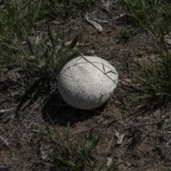 Calvatia sp. (a puffball ) at The Pinnacle - 20 Dec 2018 by Alison Milton