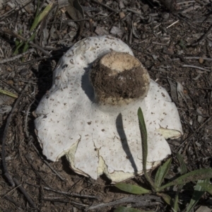 Calvatia sp. at The Pinnacle - 20 Dec 2018