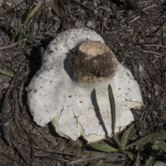 Calvatia sp. at The Pinnacle - 20 Dec 2018